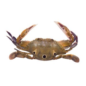 three spotted crabs crab seafood seafood delivery crabs delivery online