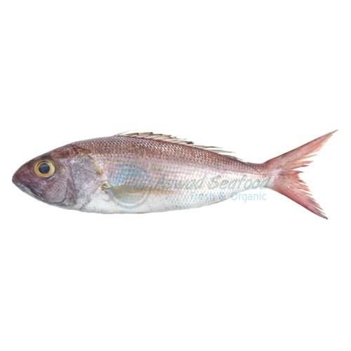 Fresh Khopra fish Crimson Jobfish