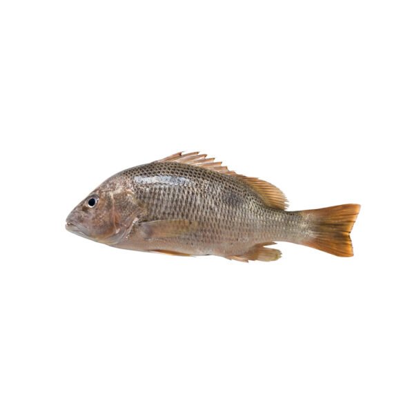 red snapper fish, red snapper, heera fish, heera, fish delivery, aswad seafood pakistan
