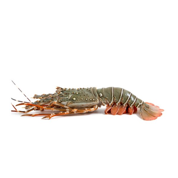 lobster, lobster, lobster online delivery, fresh lobster, lobster in pakistan, fresh lobster online delivery, lobster price