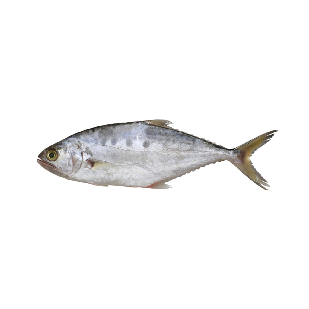 queen fish, saram fish, saram, queen fish pakistan, queen fish price, saram fish price, fresh saram fish