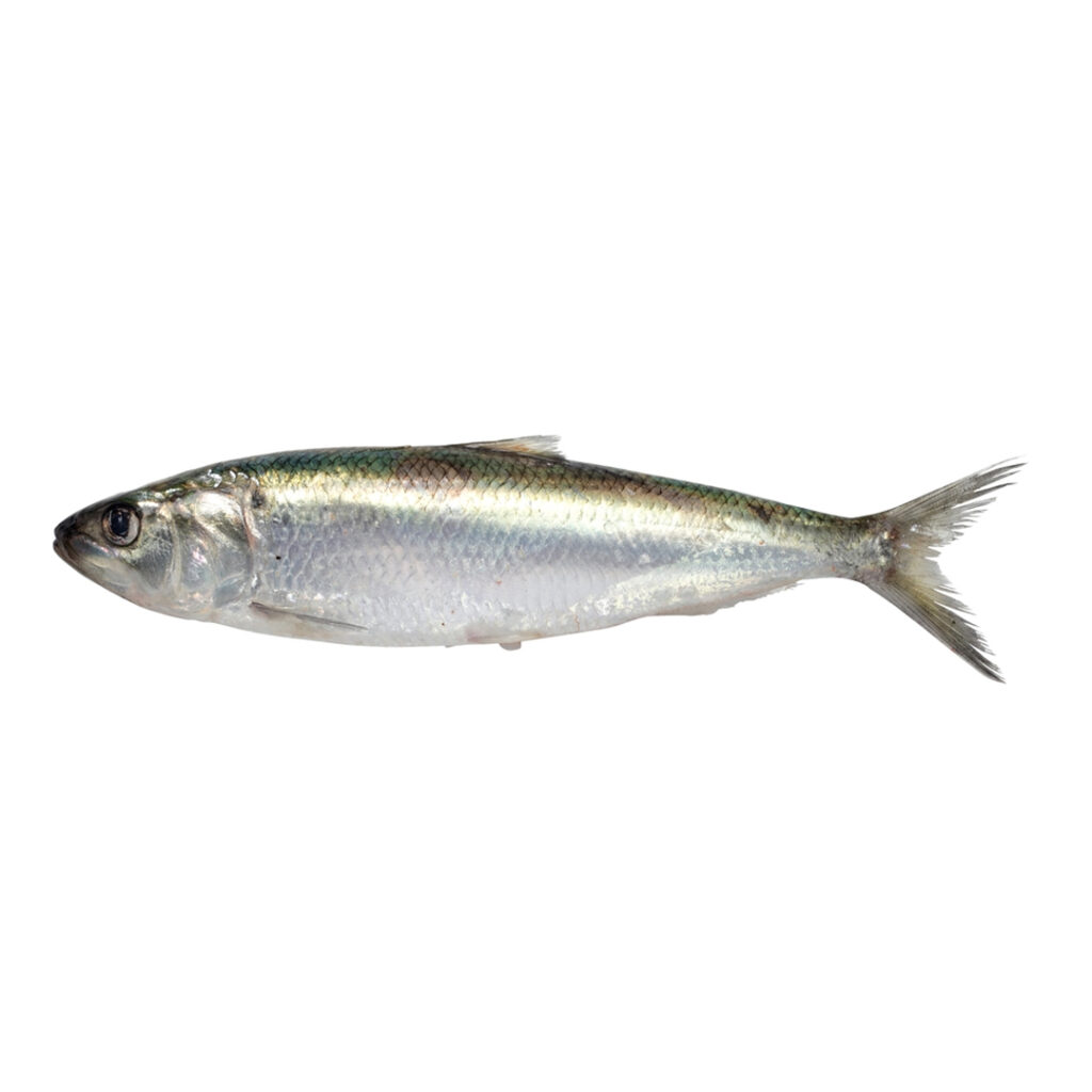 sardine, sardine fish, sardine luar, sardine mittu, luar fish, sardine, seafood, seafood pakistan, fresh fish, aswad seafood Pakistan