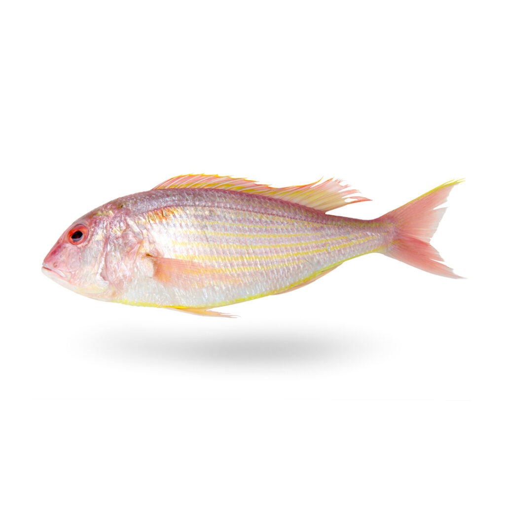 threadfin bream, threadfin fish, pink seabream fish, fish delivery near me, chakori fish