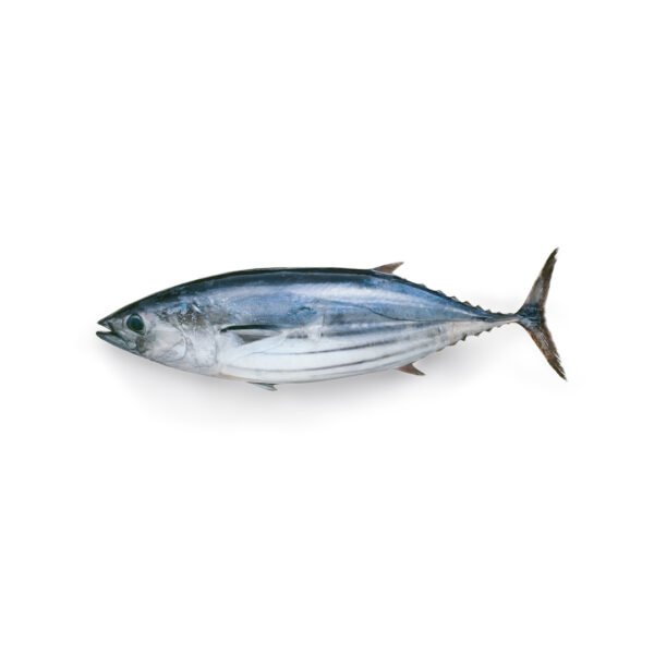 tuna fish, dawan, tuna, fish tuna, tuna, tuna fish boneless, fish delivery, aswad seafood Pakistan