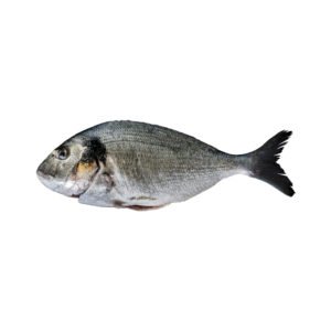 white sea bream fish, sea bream fish, white sea bream, dandia fish, safaid dandia fish, safaid dandia, white sea bream fish price, dandia fish