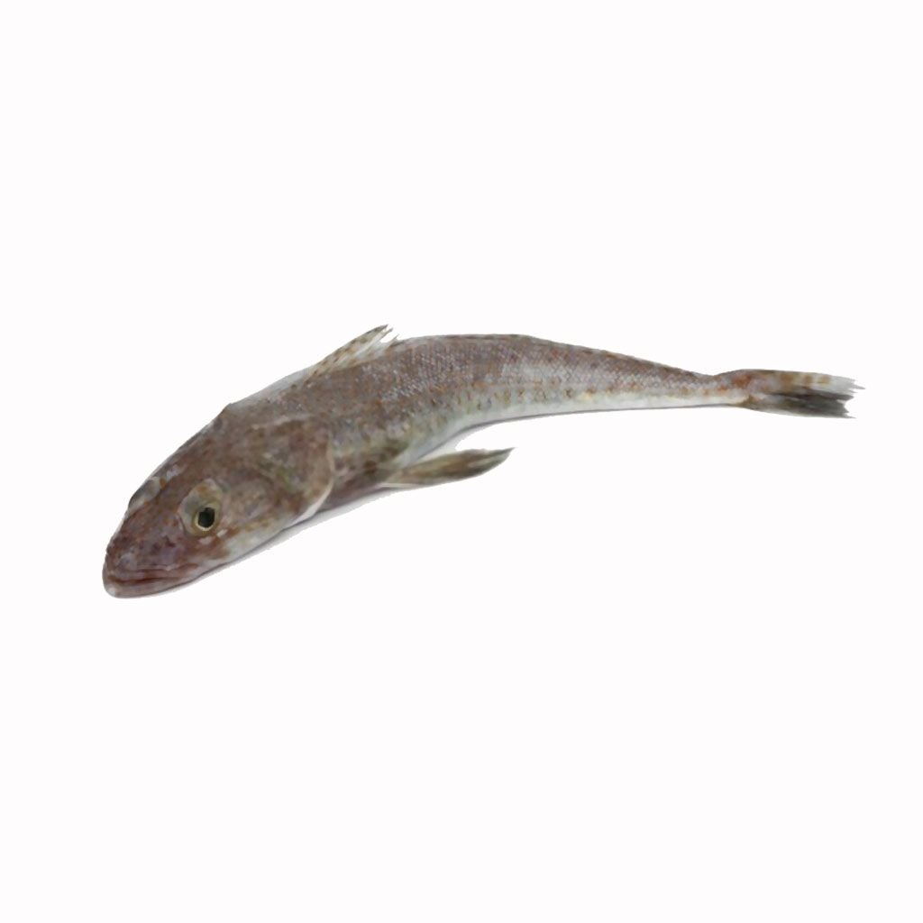 flat head fish
