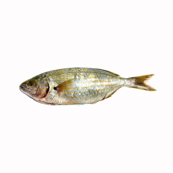 golden line fish