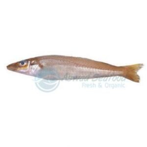 Red Snapper - Heera - Niwan Seafood - Online Seafood Delivery