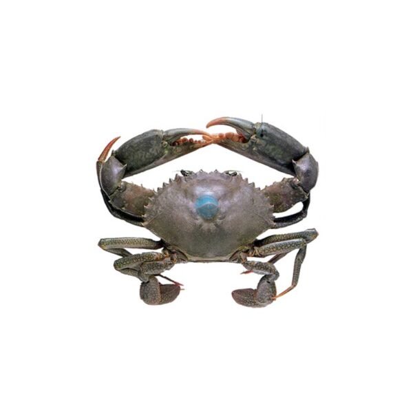 mud crab, mud crabs, fresh mud crab, fresh mud crabs, mud crabs online, mud crab online delivery