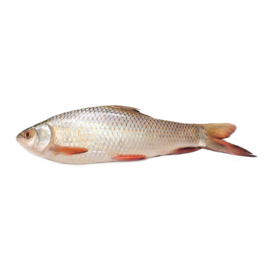 rohu fish, rahu fish, fresh water fish, fish, seafood, aswad seafood pakistan.