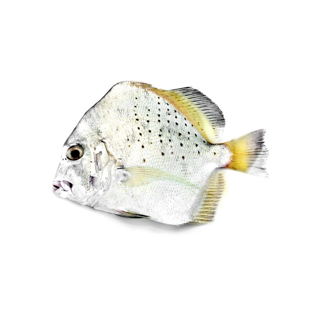 spotted sicklefish, sicklefish, jalebi paplet, jalebi fish, seafood, aswad seafood pakistan