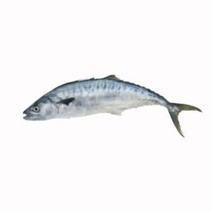 king fish - surmai fish - mackerel online seafood aswad seafood